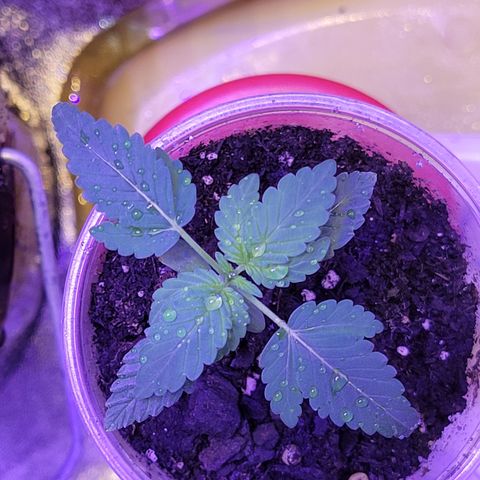 RoMelly growlog timeline photo