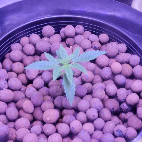 RoMelly growlog timeline photo