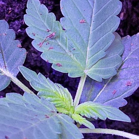 RoMelly growlog timeline photo
