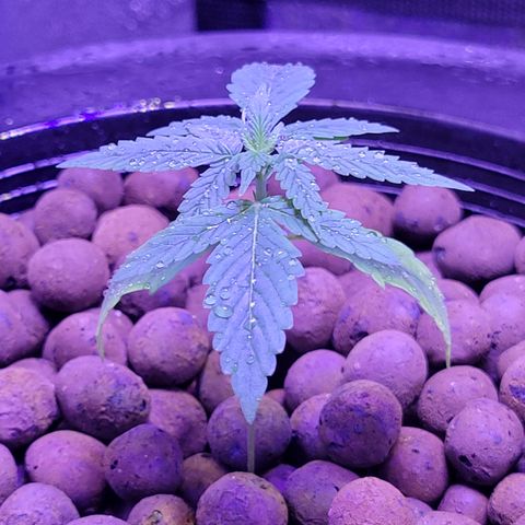 RoMelly growlog timeline photo