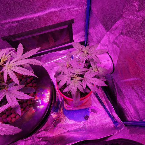RoMelly growlog timeline photo