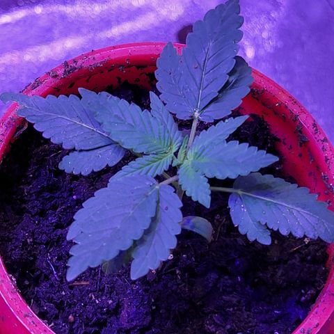 RoMelly growlog timeline photo