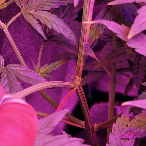 RoMelly growlog timeline photo