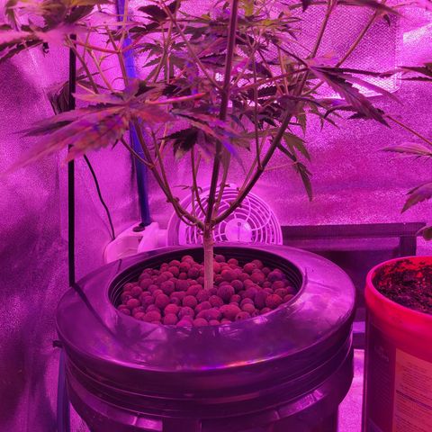 RoMelly growlog timeline photo
