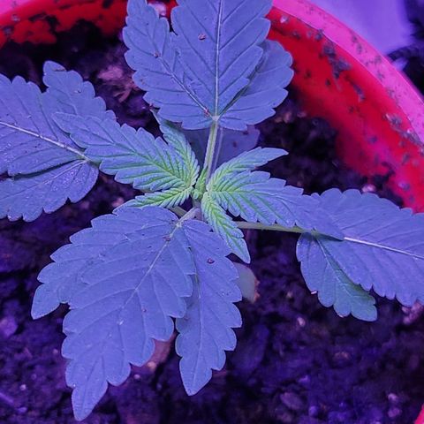 RoMelly growlog timeline photo