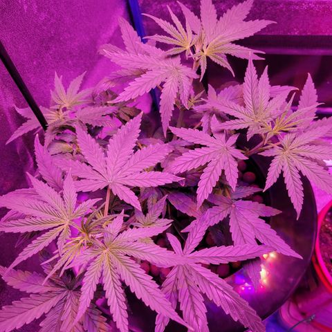 RoMelly growlog timeline photo