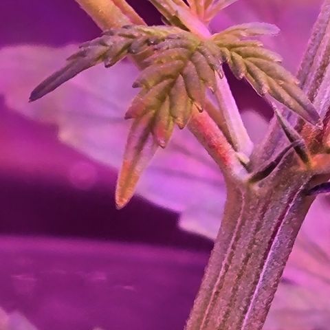 RoMelly growlog timeline photo