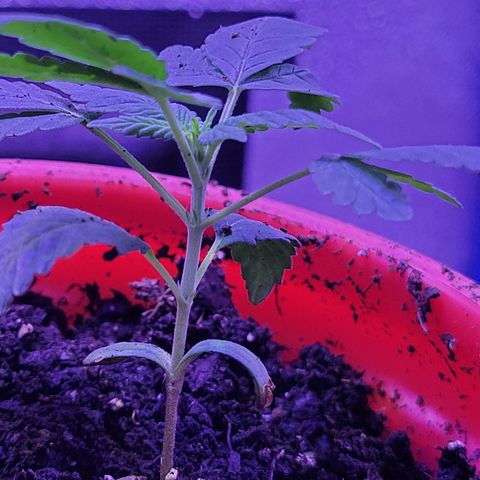 RoMelly growlog timeline photo