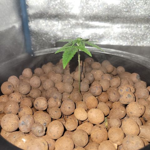 RoMelly growlog timeline photo