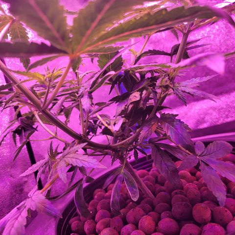 RoMelly growlog timeline photo