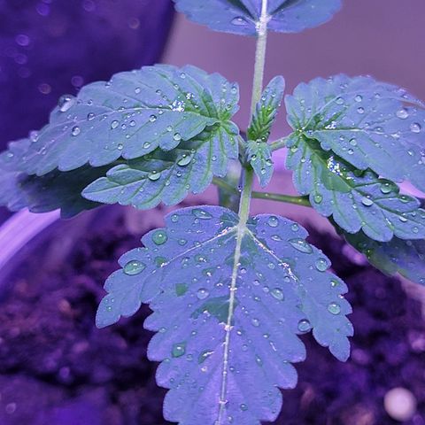 RoMelly growlog timeline photo