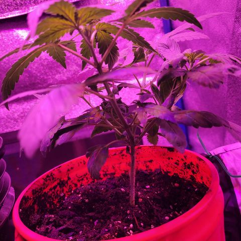 RoMelly growlog timeline photo