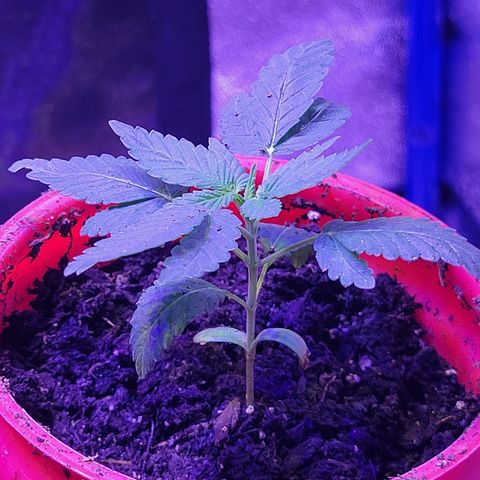 RoMelly growlog timeline photo