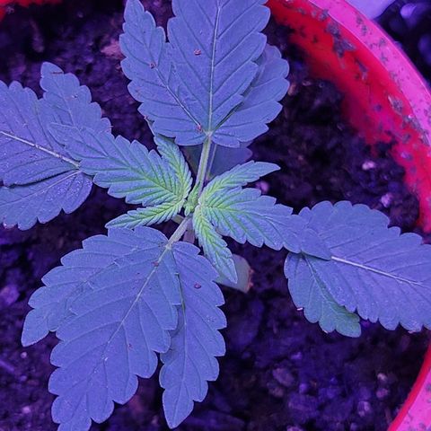 RoMelly growlog timeline photo