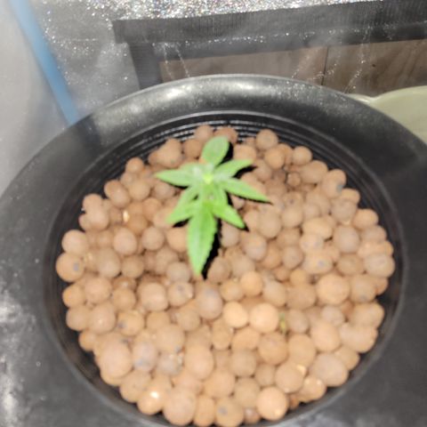 RoMelly growlog timeline photo