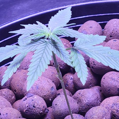 RoMelly growlog timeline photo
