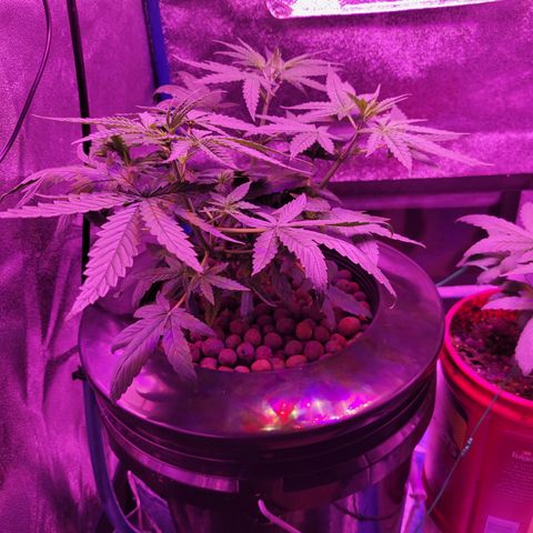 RoMelly growlog timeline photo