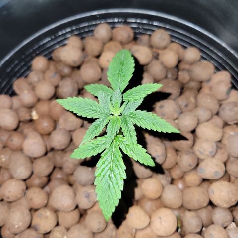RoMelly growlog timeline photo