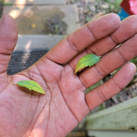 RoMelly growlog timeline photo