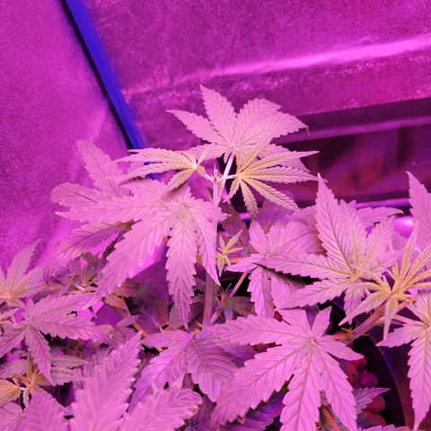 RoMelly growlog timeline photo