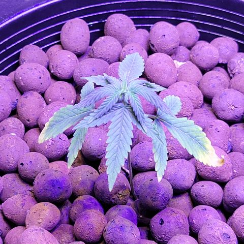 RoMelly growlog timeline photo