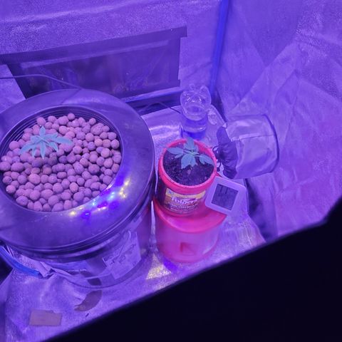 RoMelly growlog timeline photo