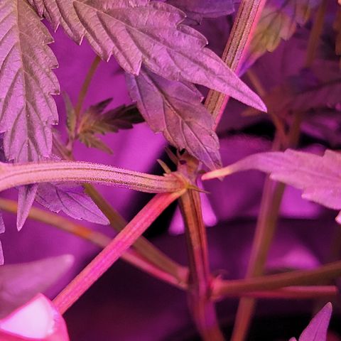 RoMelly growlog timeline photo