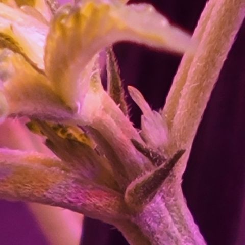 RoMelly growlog timeline photo