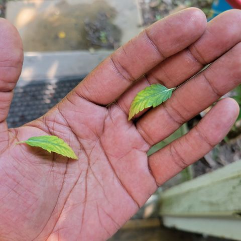 RoMelly growlog timeline photo
