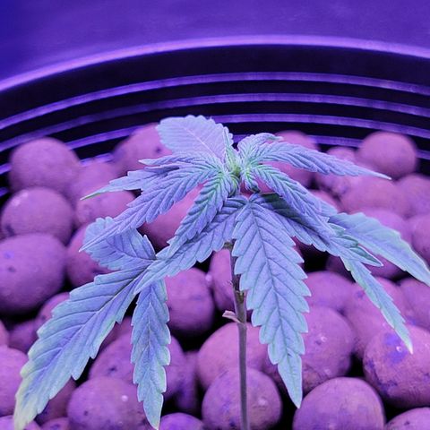 RoMelly growlog timeline photo