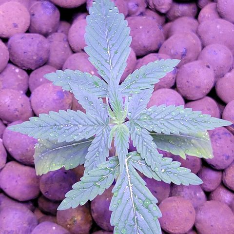 RoMelly growlog timeline photo