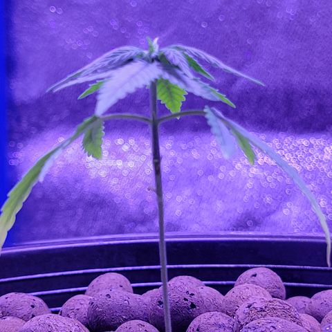 RoMelly growlog timeline photo