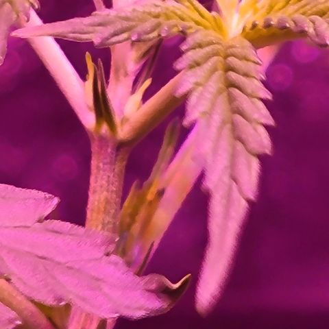 RoMelly growlog timeline photo
