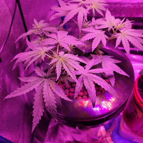 RoMelly growlog timeline photo