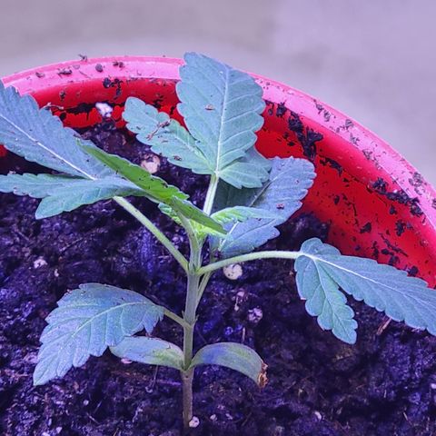 RoMelly growlog timeline photo
