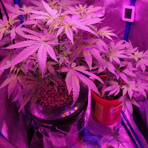 RoMelly growlog timeline photo