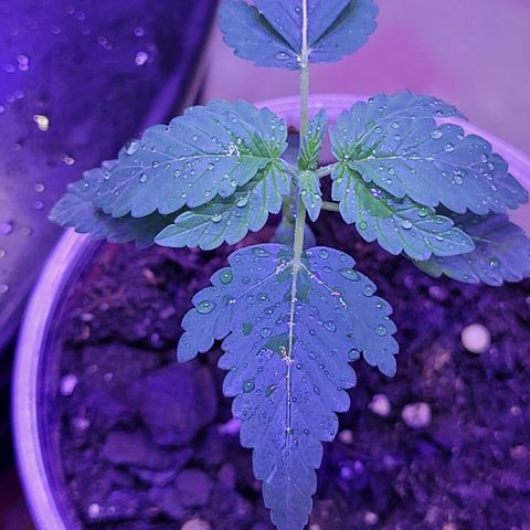 RoMelly growlog timeline photo