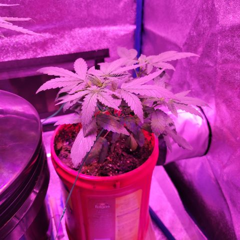 RoMelly growlog timeline photo
