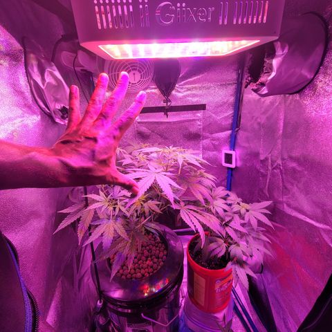RoMelly growlog timeline photo