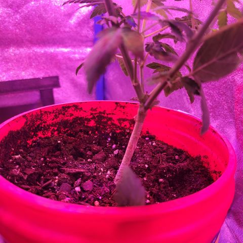 RoMelly growlog timeline photo