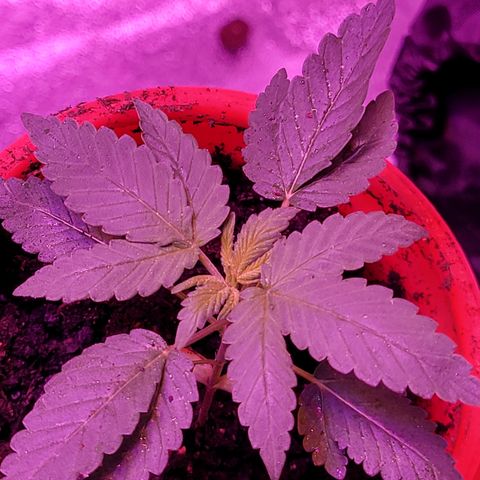 RoMelly growlog timeline photo