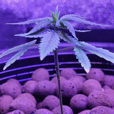 RoMelly growlog timeline photo