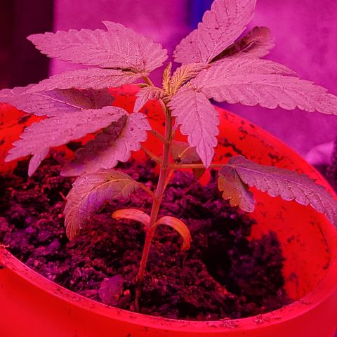 RoMelly growlog timeline photo