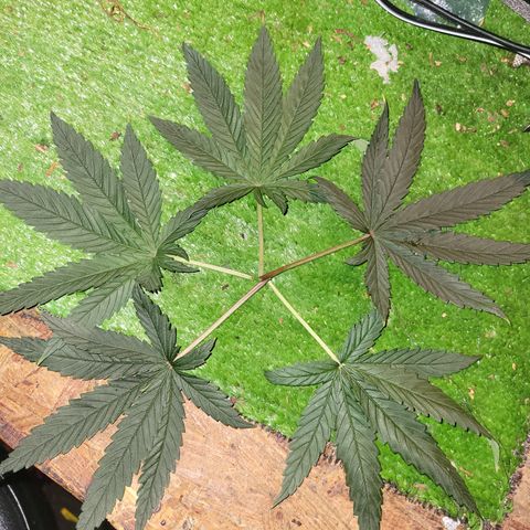RoMelly growlog timeline photo
