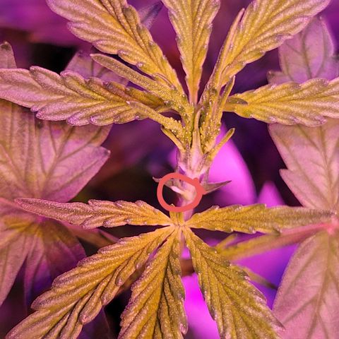 RoMelly growlog timeline photo
