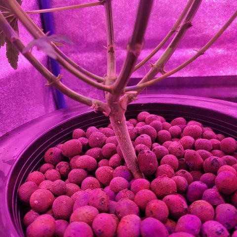 RoMelly growlog timeline photo