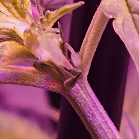 RoMelly growlog timeline photo