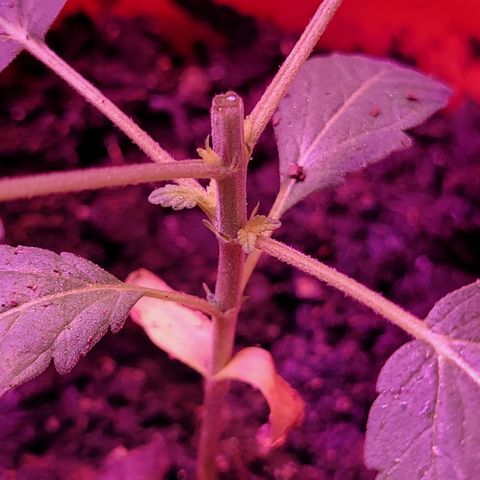 RoMelly growlog timeline photo