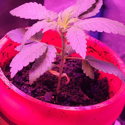 RoMelly growlog timeline photo