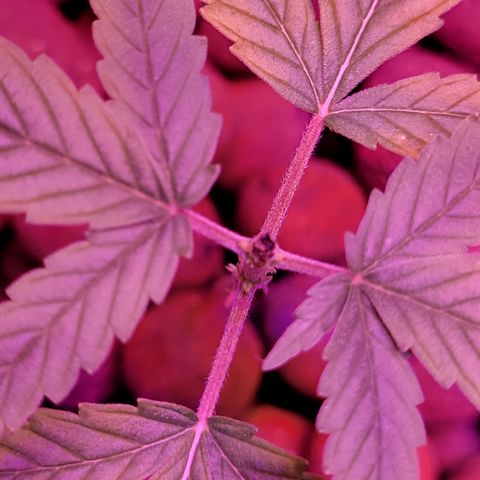 RoMelly growlog timeline photo